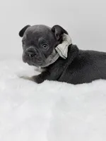 Alex blue tri, a male French Bulldog for sale in Barney, GA – 2 of 8