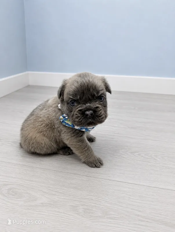 Fluffy Moose – French Bulldog puppy for sale in Barney, GA