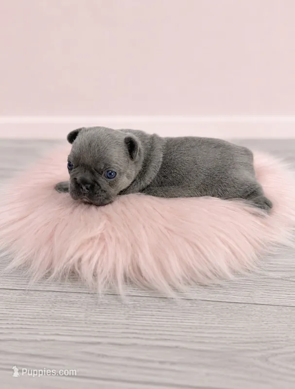 Lainey  – French Bulldog puppy for sale in Barney, GA