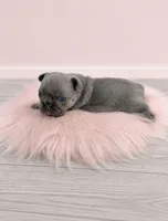 Lainey , a female French Bulldog for sale in Barney, GA – 1 of 5