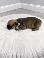 William, a male French Bulldog for sale in Barney, GA – 2 of 3