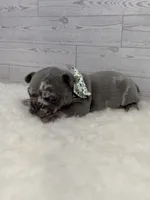 Merle tri Slate , a male French Bulldog for sale in Barney, GA – 5 of 5