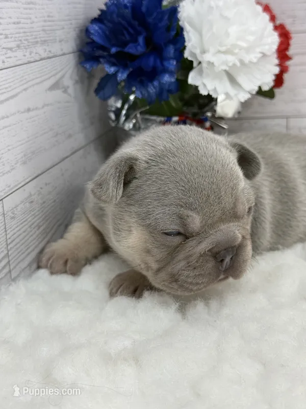 Lilac tri Rocky – French Bulldog puppy for sale in Barney, GA
