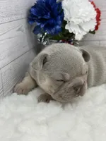 Lilac tri Rocky, a male French Bulldog for sale in Barney, GA – 1 of 4