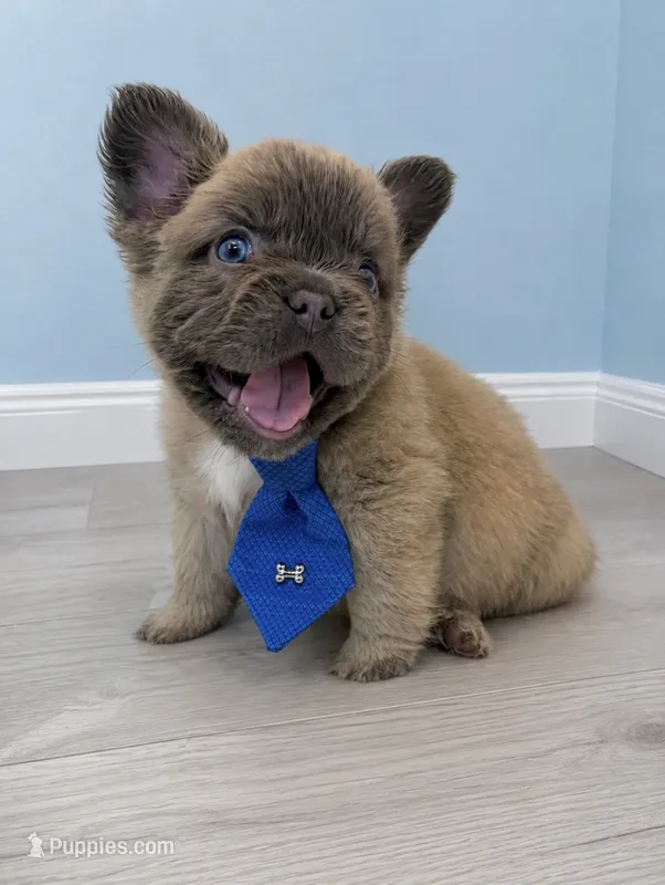 Fluffy Moose – French Bulldog puppy for sale in Barney, GA