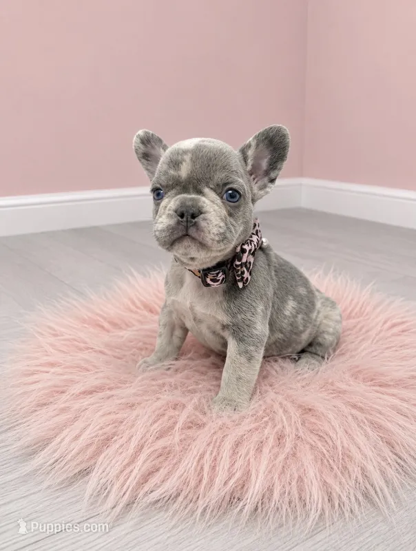 Merle Polly  – French Bulldog puppy for sale in Barney, GA