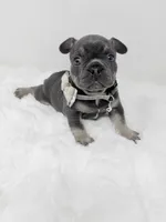 Alex blue tri, a male French Bulldog for sale in Barney, GA – 7 of 8