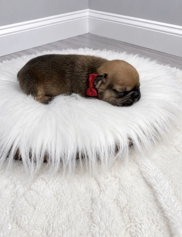 Zeke  – French Bulldog puppy for sale in Barney, GA