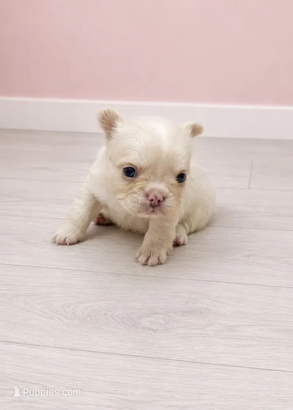 Fluffy Pearl – French Bulldog puppy for sale in Barney, GA