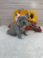 Rosie, a female French Bulldog for sale in Barney, GA – Photo 9 of 9