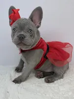 Rosie, a female French Bulldog for sale in Barney, GA – Photo 2 of 9