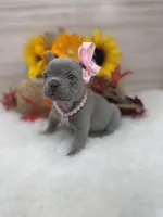 Rosie, a female French Bulldog for sale in Barney, GA – Photo 4 of 9