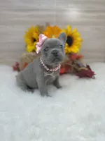 Rosie, a female French Bulldog for sale in Barney, GA – Photo 3 of 9