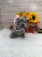 Rosie, a female French Bulldog for sale in Barney, GA – Photo 8 of 9