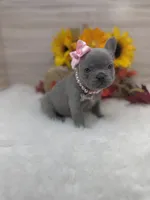 Rosie, a female French Bulldog for sale in Barney, GA – Photo 7 of 9