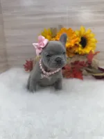 Rosie, a female French Bulldog for sale in Barney, GA – Photo 6 of 9