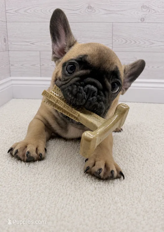 Jonny – French Bulldog puppy for sale in Barney, GA