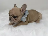 Cookie dough, a male French Bulldog for sale in Barney, GA – 3 of 6