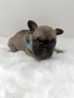Jonny, a male French Bulldog for sale in Barney, GA – 6 of 7