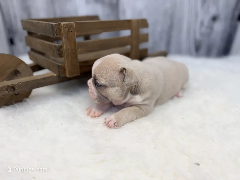 Dexter – French Bulldog puppy for sale in Barney, GA
