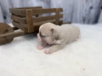 Dexter lilac fawn, a male French Bulldog for sale in Barney, GA – 5 of 10