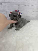 Lainey , a female French Bulldog for sale in Barney, GA – 4 of 5