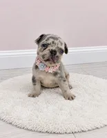 Angel, a female French Bulldog for sale in Barney, GA – 2 of 4