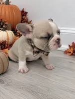 Dexter lilac fawn, a male French Bulldog for sale in Barney, GA – 4 of 10