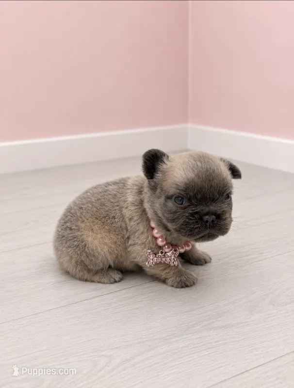 Fluffy Pixie – French Bulldog puppy for sale in Barney, GA