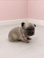 Fluffy Pixie, a female French Bulldog for sale in Barney, GA – 1 of 3