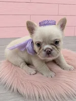 Fluffy Pearl, a female French Bulldog for sale in Barney, GA – 8 of 8