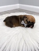 William, a male French Bulldog for sale in Barney, GA – 3 of 3
