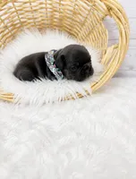 Finn, a male French Bulldog for sale in Barney, GA – 1 of 3