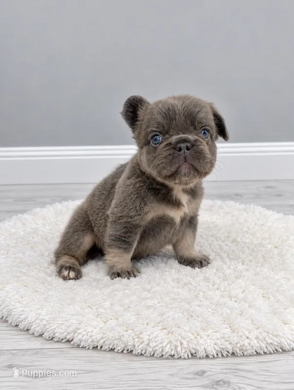 Bear  – French Bulldog puppy for sale in Barney, GA