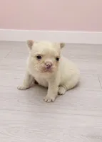 Fluffy Pearl, a female French Bulldog for sale in Barney, GA – 2 of 3