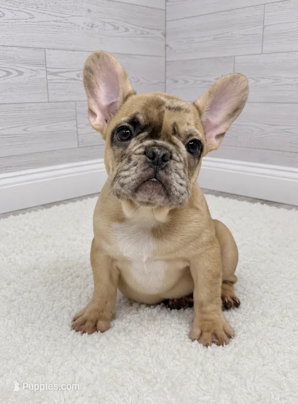 Cookie dough – French Bulldog puppy for sale in Barney, GA