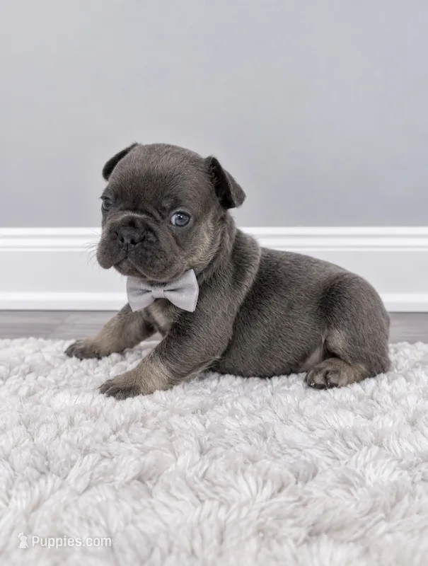 Finn – French Bulldog puppy for sale in Barney, GA