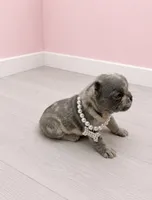 Merle Polly , a female French Bulldog for sale in Barney, GA – 2 of 3