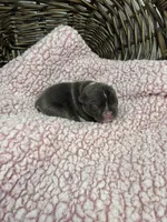 Tansy, a female French Bulldog for sale in Barney, GA – 5 of 5