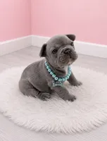 Alex, a female French Bulldog for sale in Barney, GA – 2 of 3