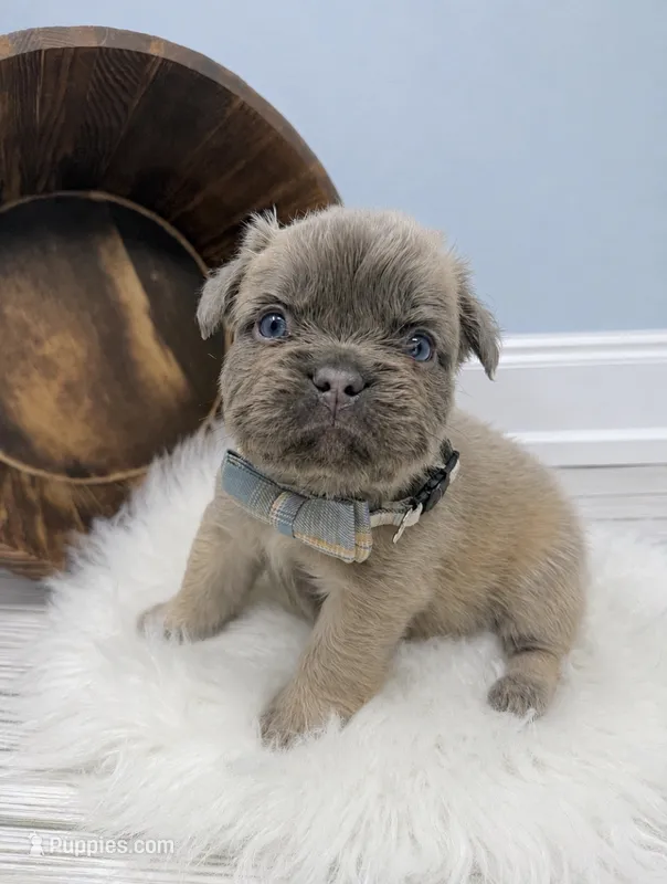 Fluffy Moose – French Bulldog puppy for sale in Barney, GA