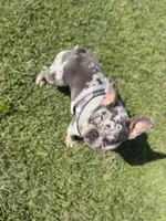 Willow , a female French Bulldog for sale in Barney, GA – 3 of 3