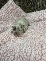 Eloise Merle tri, a female French Bulldog for sale in Barney, GA – 6 of 6