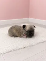 Fluffy Pixie, a female French Bulldog for sale in Barney, GA – 3 of 3