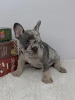 Zeus, a male French Bulldog for sale in Barney, GA – Photo 5 of 9