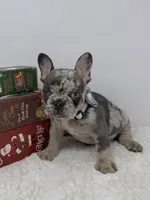 Zeus, a male French Bulldog for sale in Barney, GA – Photo 6 of 9