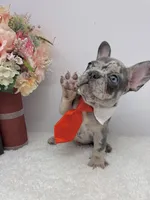 Zeus, a male French Bulldog for sale in Barney, GA – Photo 2 of 9