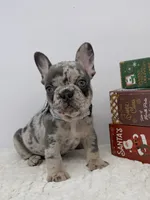 Zeus, a male French Bulldog for sale in Barney, GA – Photo 8 of 9