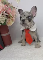 Zeus, a male French Bulldog for sale in Barney, GA – Photo 9 of 9