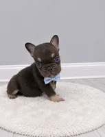 Orion, a male French Bulldog for sale in Barney, GA – 2 of 4